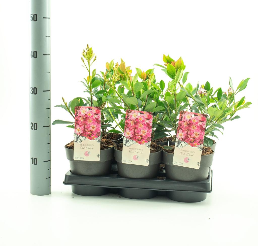 Picture of Rhaphiolepis Red Cloud P15