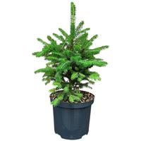 Picea a. Wills Zwerg'