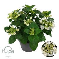 Hydrangea macr. Lacecap White