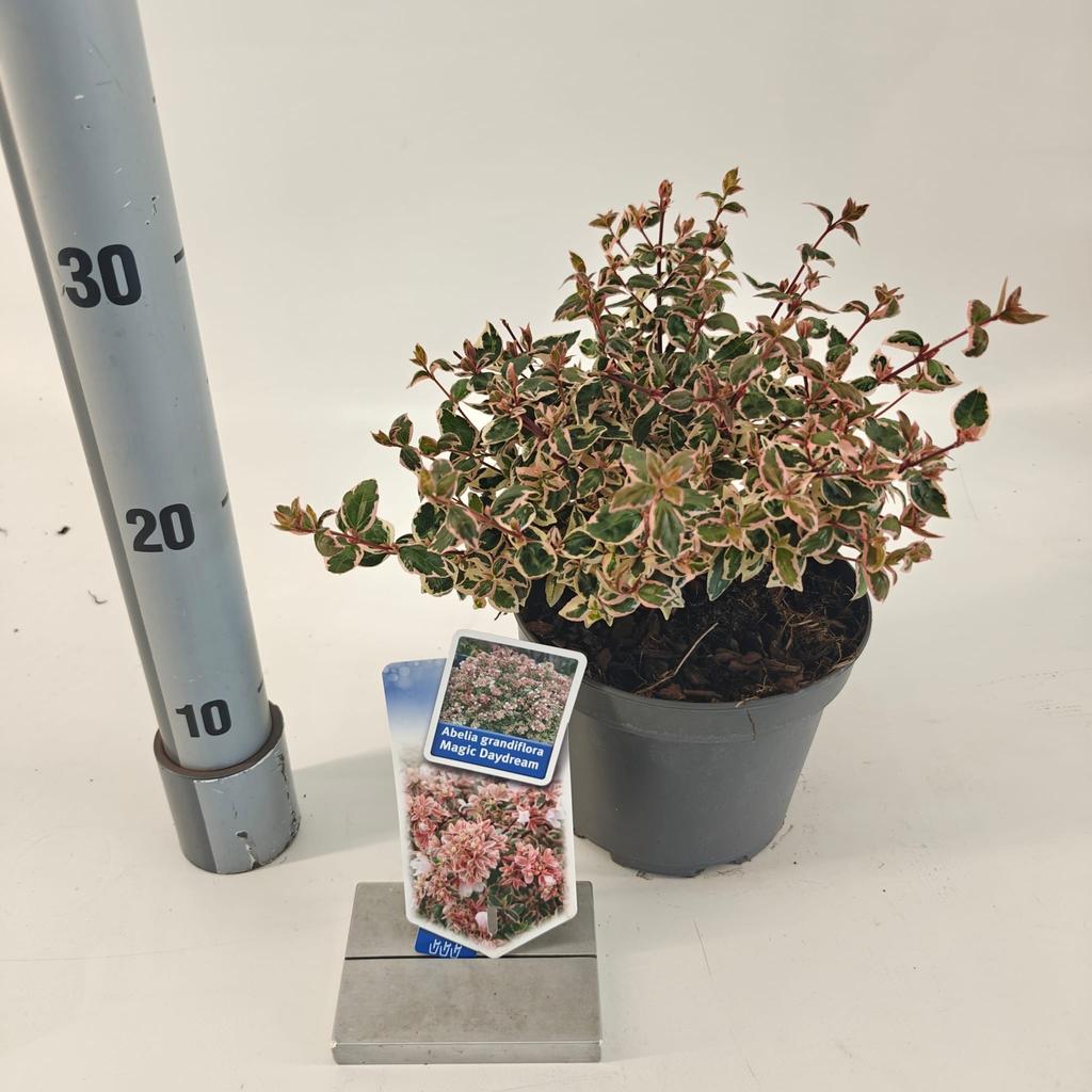 Obrazek Abelia gra. Magic Daydream P17 (2 Ltr)