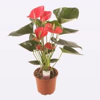 Anthurium Gusto
