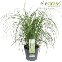 Miscanthus sin. Strictus Dwarf