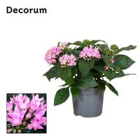 Pentas lanceolata Starcluster Pink Decorum