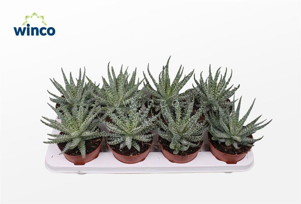 Picture of Aloe Humilis P12 20CM
