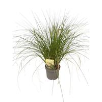 Pennisetum al. Hameln