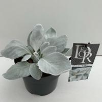 Senecio Angel Wings