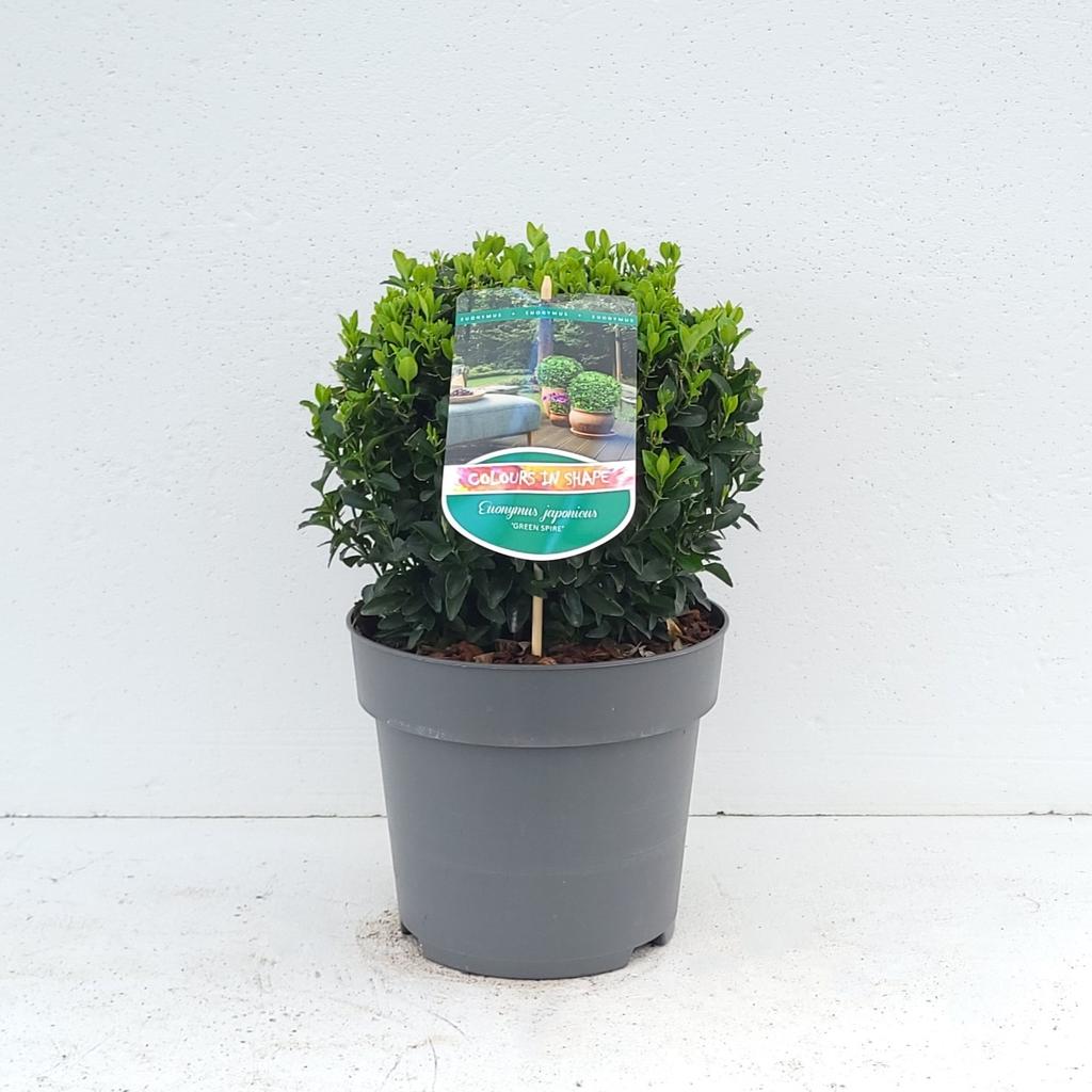 Picture of Euonymus jap. Green Spire P23 (5 Ltr) BALL