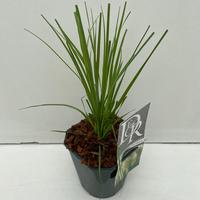 Cortaderia sell. Pumila