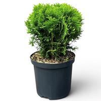Thuja o. Danica