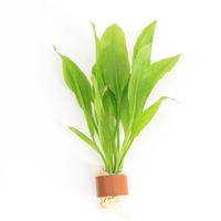 Echinodorus paniculatus (ama) BUNDEL 5cm Tray 10 × 60 £ 1.68 (Tray) £ 1.66 Shelf £ 1.65 Trolley Tray £ 1.68 × 10 (0.3%)