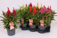 Celosia Kelos Fire in varieties