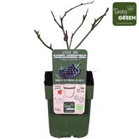 Rubus fr. Black Satin