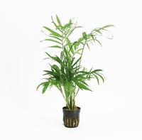 Chamaedorea