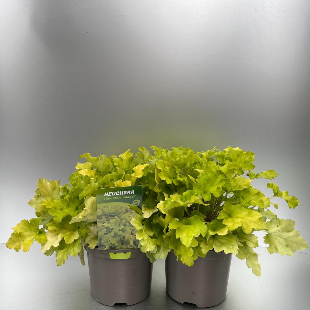 Picture of Heuchera Lime Marmalade P17 (2 Ltr)