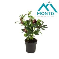 Helleborus orientalis Early Red