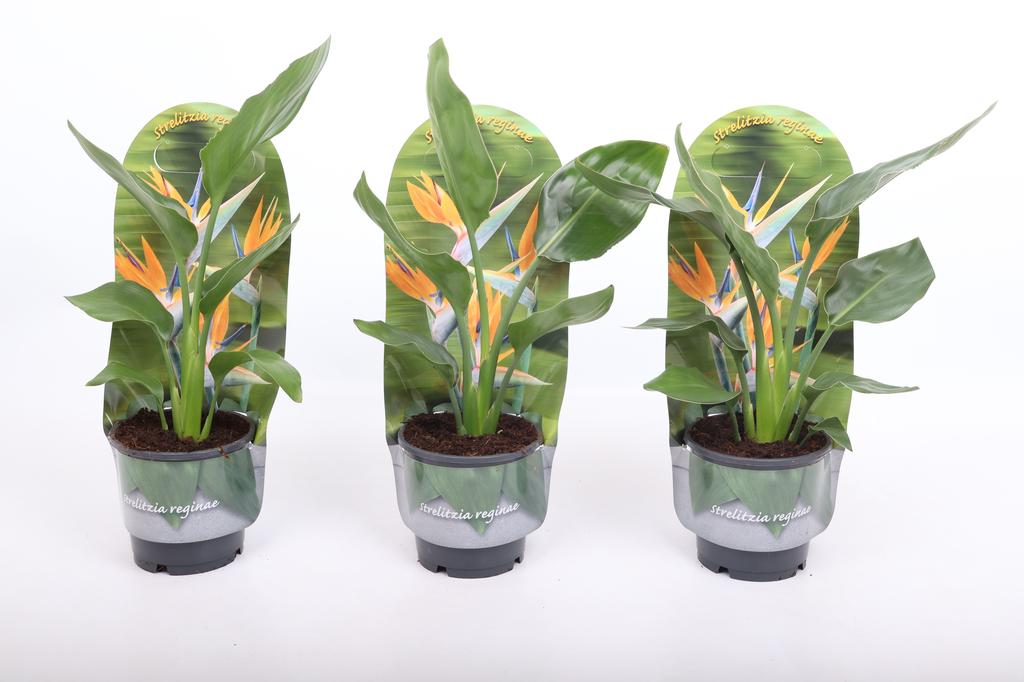 Picture of Strelitzia reginae in Sleeve P12 40CM