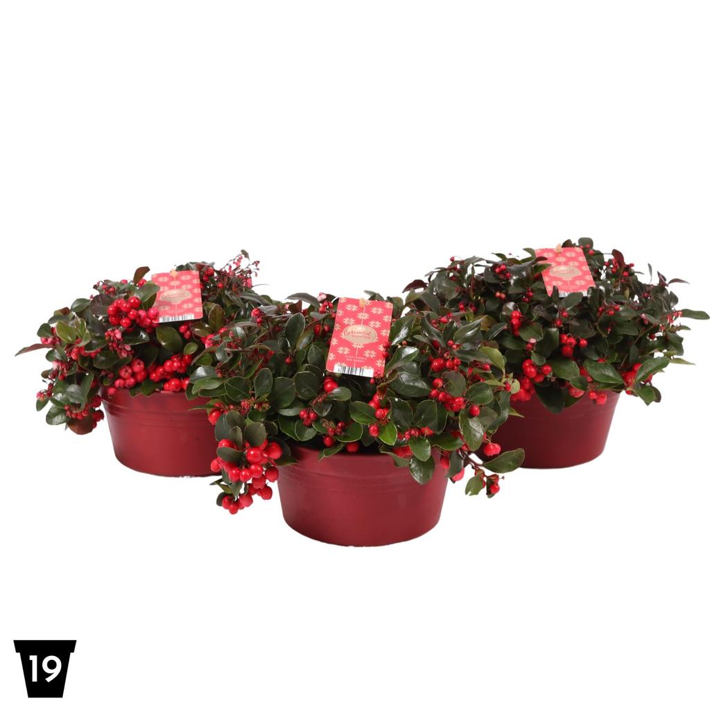 Obrázok z Gaultheria Big Berry (bowl) P19 (3 Ltr) Peat Free
