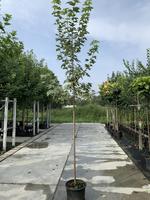Acer plat. Drummondii