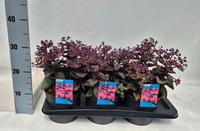 Sedum telephium seduction Hot Rose Dark Stems