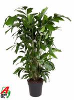 Caryota mitis