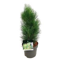 Pinus nigra Green Tower