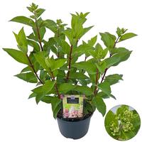 Hydrangea pan. Pinky Winky
