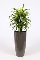 Dracaena Lemon Lime in Santorini pot taupe