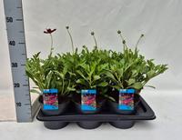 Cosmos Cherry Chocolate