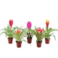 Bromini in varieties