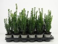 Taxus media Hillii