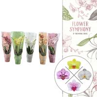 Phalaenopsis hybrid Flower Symphony in FS sleeve