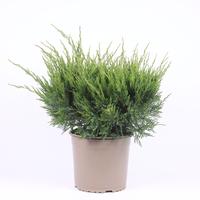 Juniperus pfit. Mint Julep
