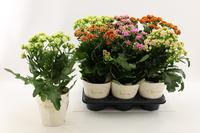 Kalanchoe Sunny in varieties in potcover