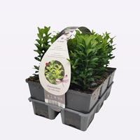 Euonymus jap Green Spire 6-PACKS - Piece × 14 - £ 6.99 Shelf £ 6.82 Trolley