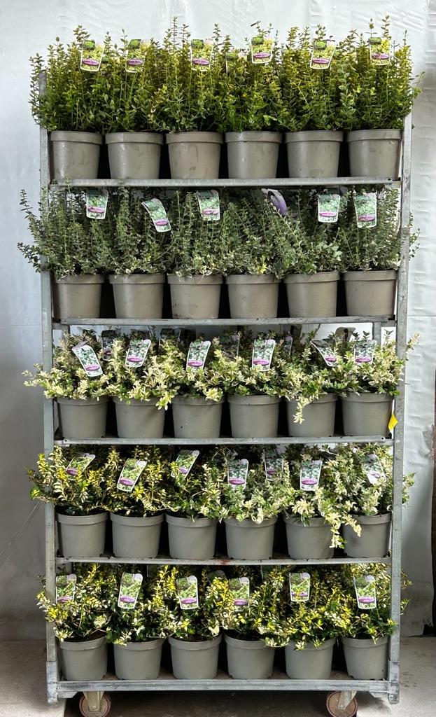 Picture of Euonymus fort. in varieties P23 (5 Ltr)