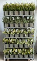 Euonymus fort. in varieties