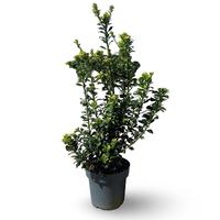 Ilex mes. Heckenfee