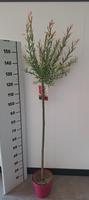 Salix int. Flamingo