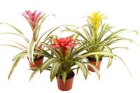 Guzmania in 4 varieties