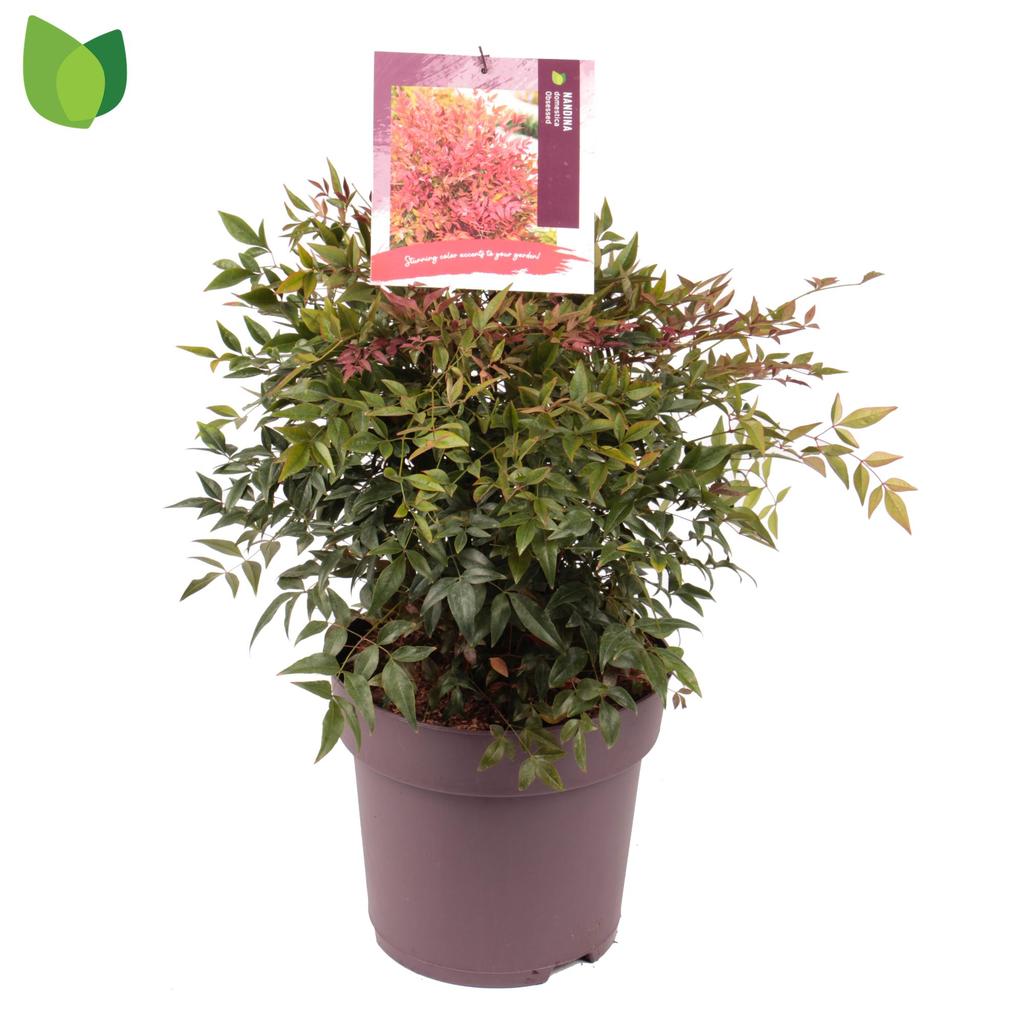 Picture of Nandina domestica Obsessed P29 (10 Ltr)