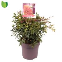 Nandina dom. Obsessed