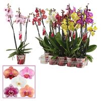 Phalaenopsis hybrid in varieties (Scenza)