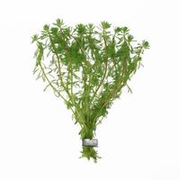 Myriophyllum brasiliensis BUNDEL 5cm Tray 10 × 60 £ 1.20 (Tray) £ 1.18 Shelf £ 1.18 Trolley Tray £ 1.20 × 10 (0.3%)