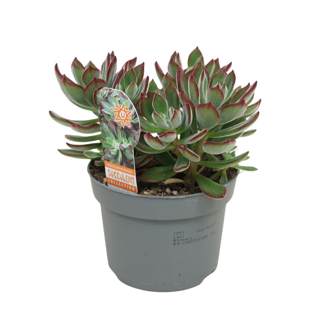 Picture of Echeveria pulvinata Devotion 13 cm met etiket P13 15CM