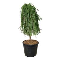 Larix kaempf. Stiff Weeper