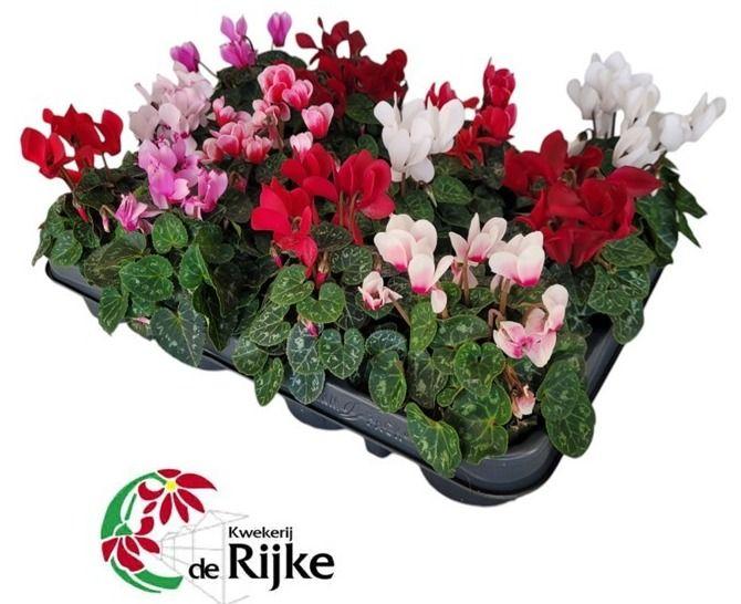 Billede af Cyclamen mini in varieties P7 15CM