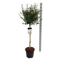 Syringa Flowerfesta ® White