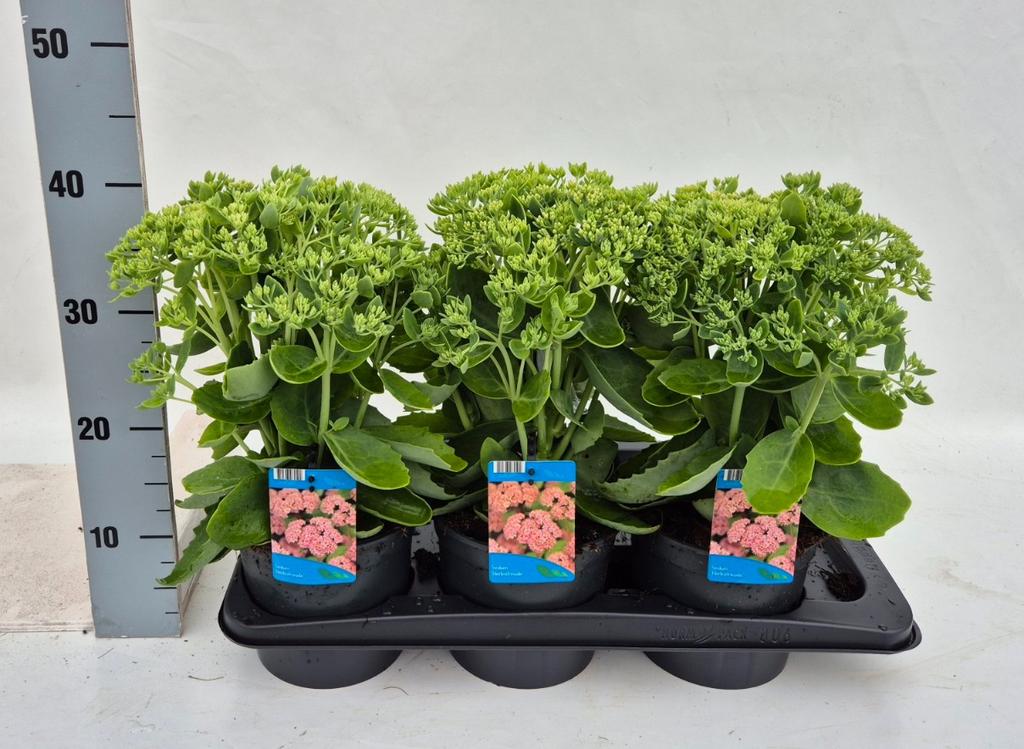 Picture of Sedum telephium Herbstfreude P17 (2 Ltr)