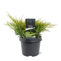 Juniperus pfit. Old Gold