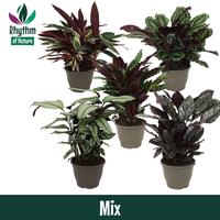 Calathea Rhythm of Nature in varieties